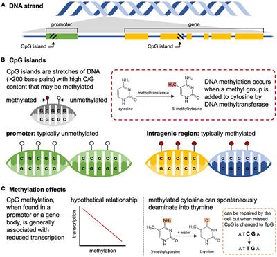 Epigenetics in Ecology, Evolution, and Conservation